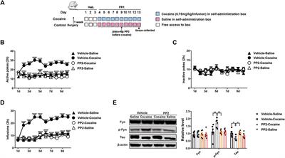 The Src-Kinase Fyn is Required for Cocaine-Associated Memory Through Regulation of Tau